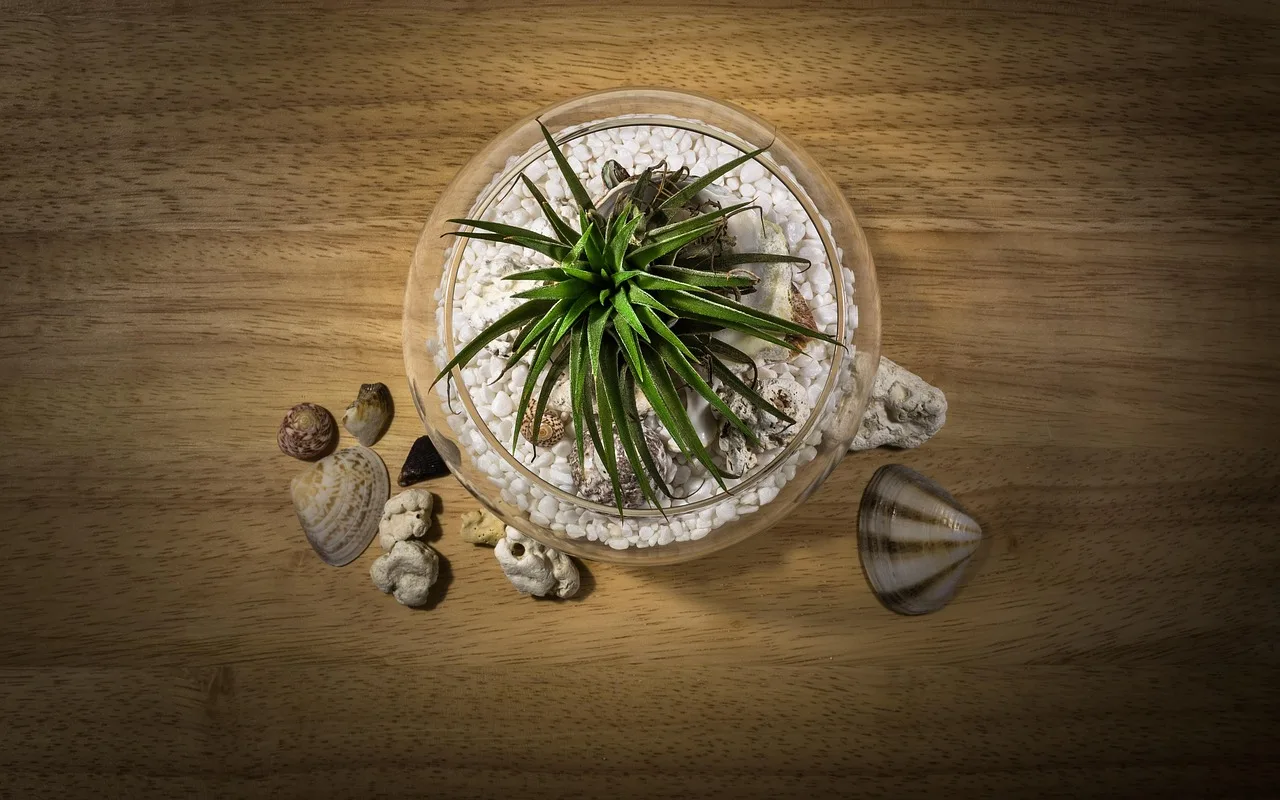 Terrarium içinde cam balık akvaryumu - iç mekan bitkileri