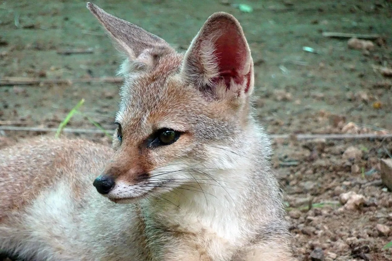 Tilki - bengal tilki vahşi doğa fotoğrafı