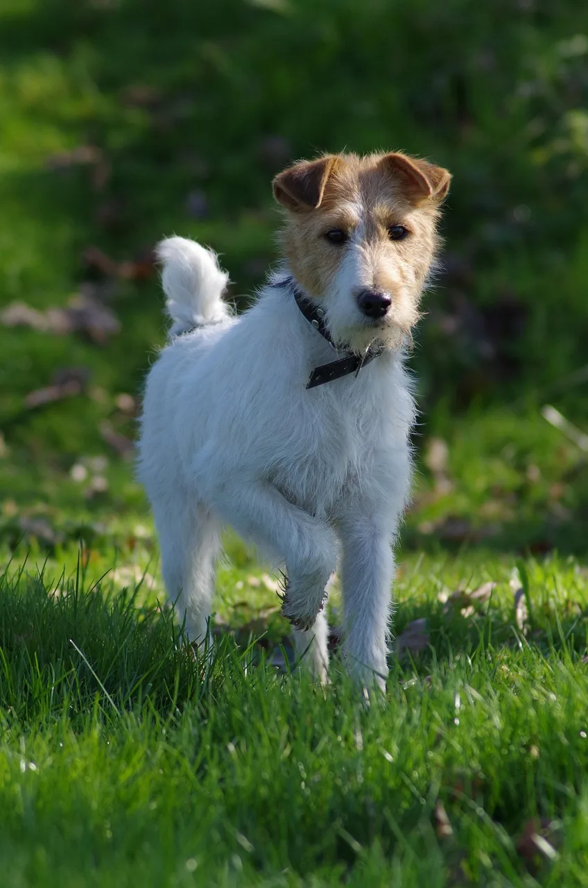 Tilki teriyeri dişi köpek çim üzerinde portresi