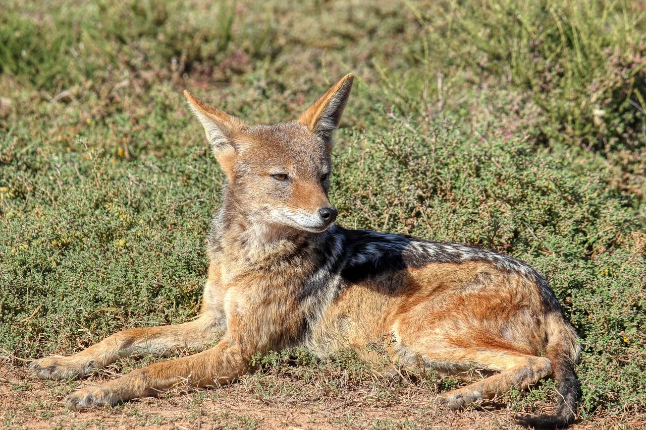Tilki ve çakal silüeti - Namibia savanası