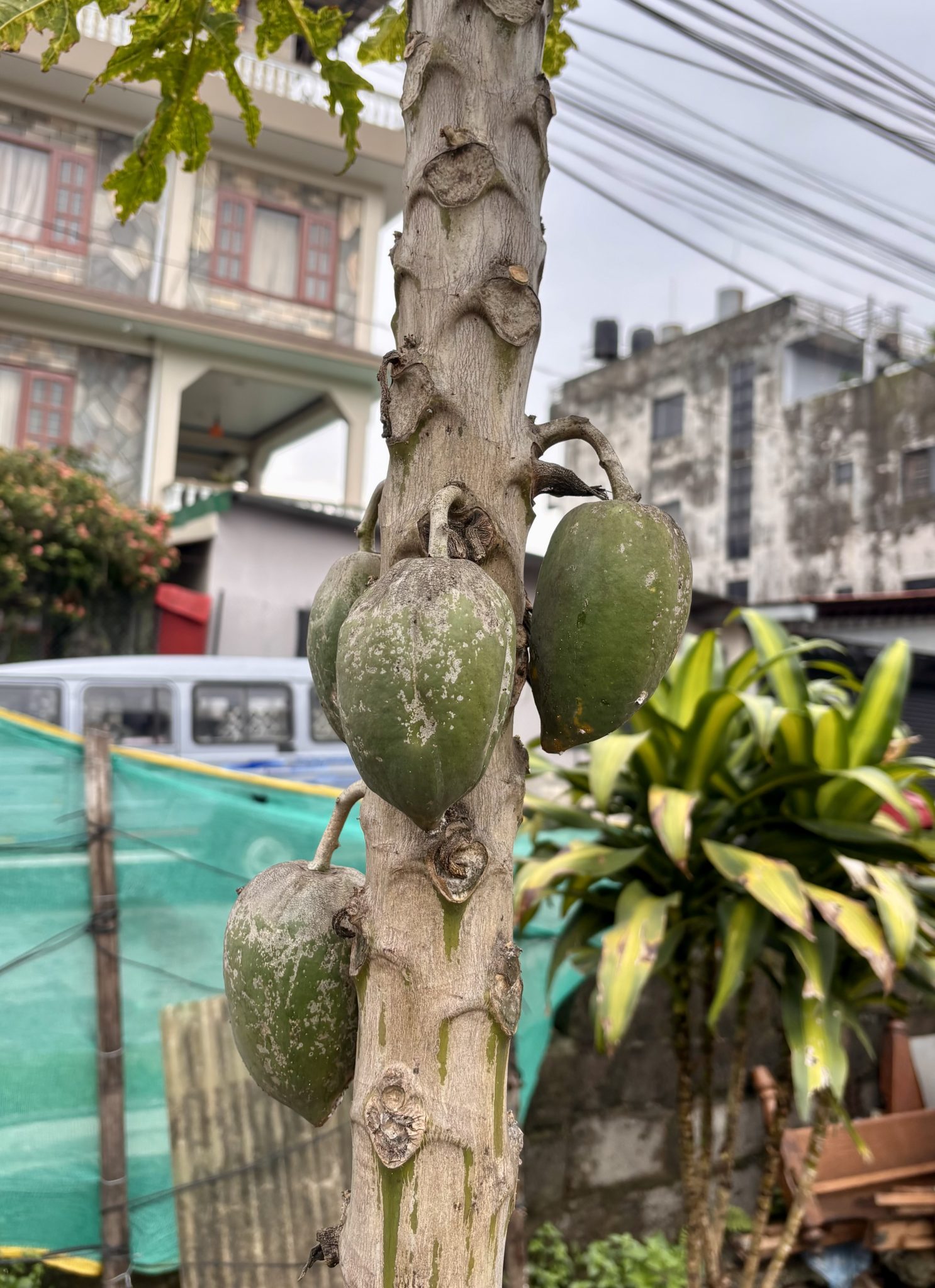 Tropikal bir sokakta gövdesinde olgunlaşan yeşil papaya meyveleri