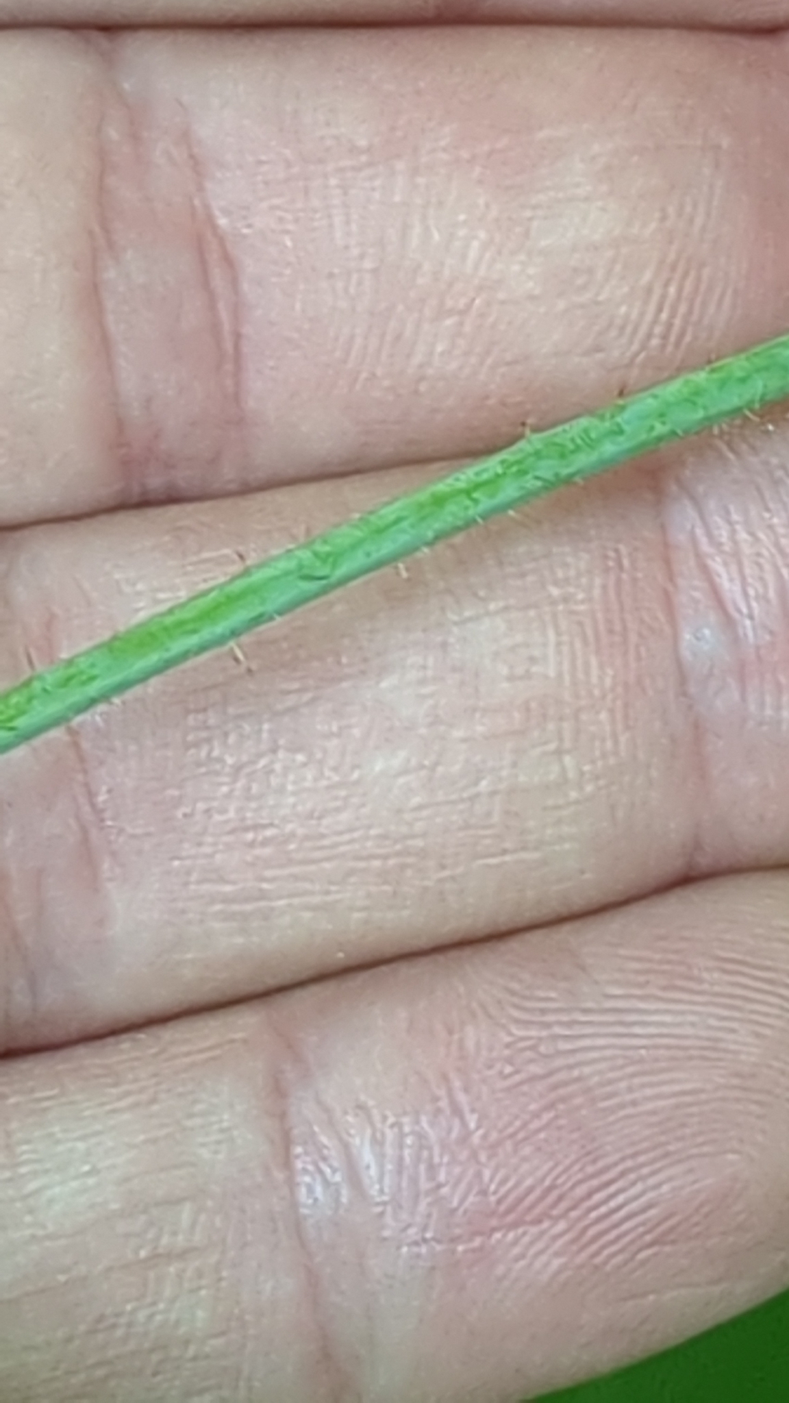 Tüylü Yeşil Bitki Sapının Avuç İçindeki Makro Görüntüsü ve Doğal Detaylar