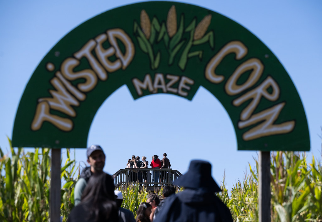 twisted corn maze kapısında mısır tarlası içinde keyifli aile etkinliği