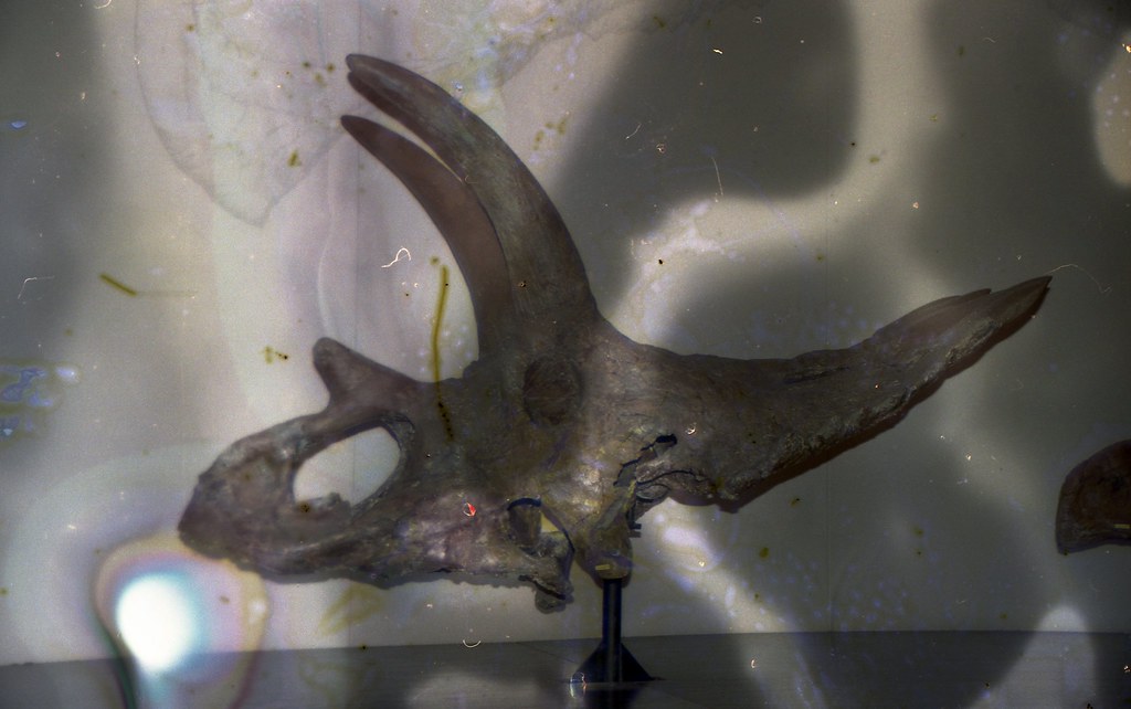 Üç Boynuzlu Dinozor Kafatası Fosili ve Retro Müze Görüntüsü