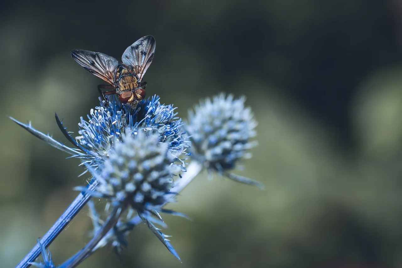 Uçan kirpi ve mavi çiçek - makro doğa fotoğrafı