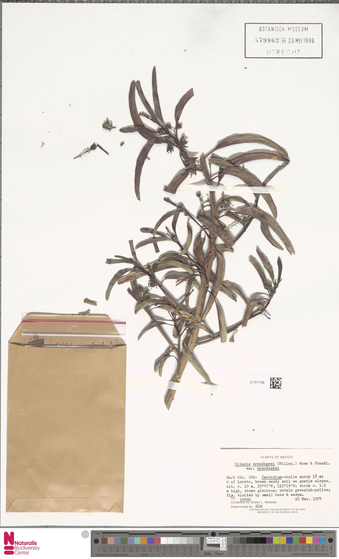 Utrecht Botanik Müzesi Ditaxis brandegeei herbarium bitki örneği