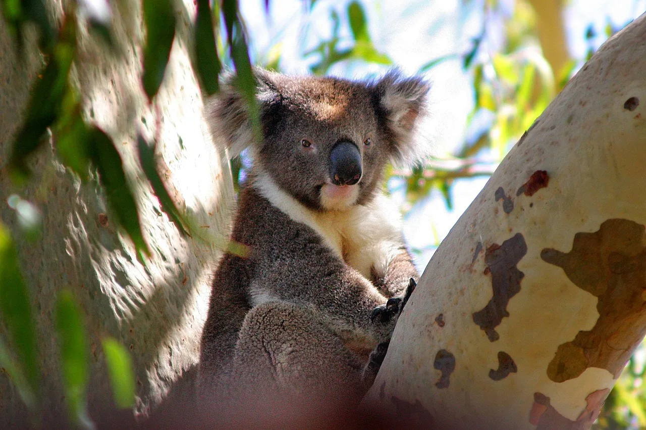 Uykulu koala yüzü portresi - avustralya hayvanı