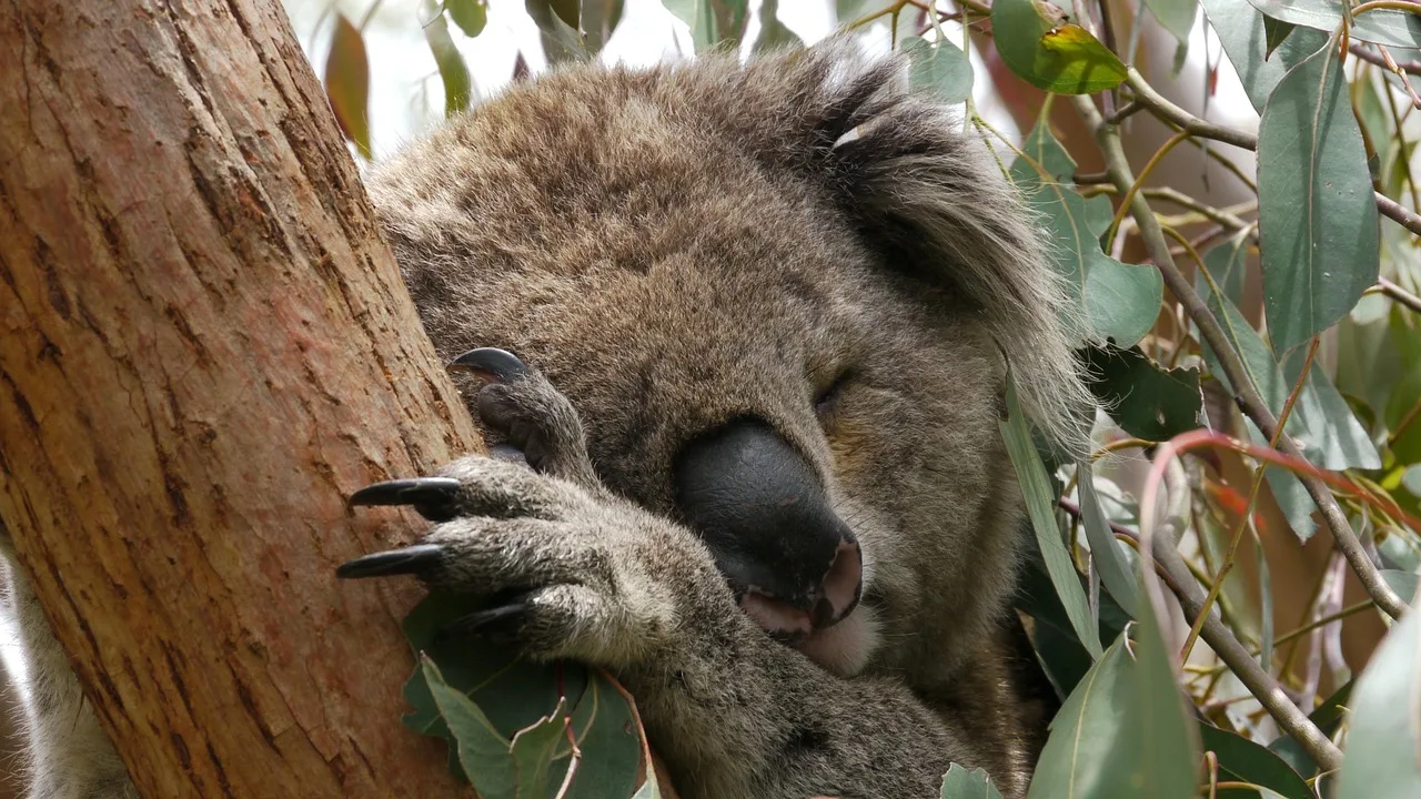 Uyuyan koala portresi - ağaçta sevimli keseli hayvan