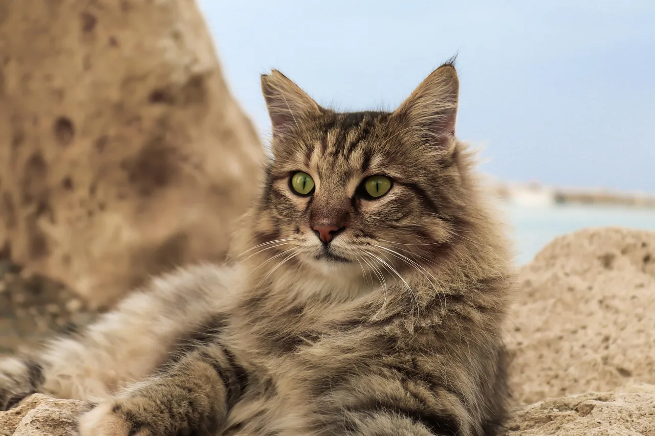 Uzun tüylü kedi portresi sahil manzaralı