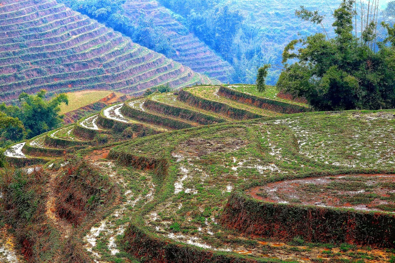 Vietnam pirinç tarlası terasları manzarası