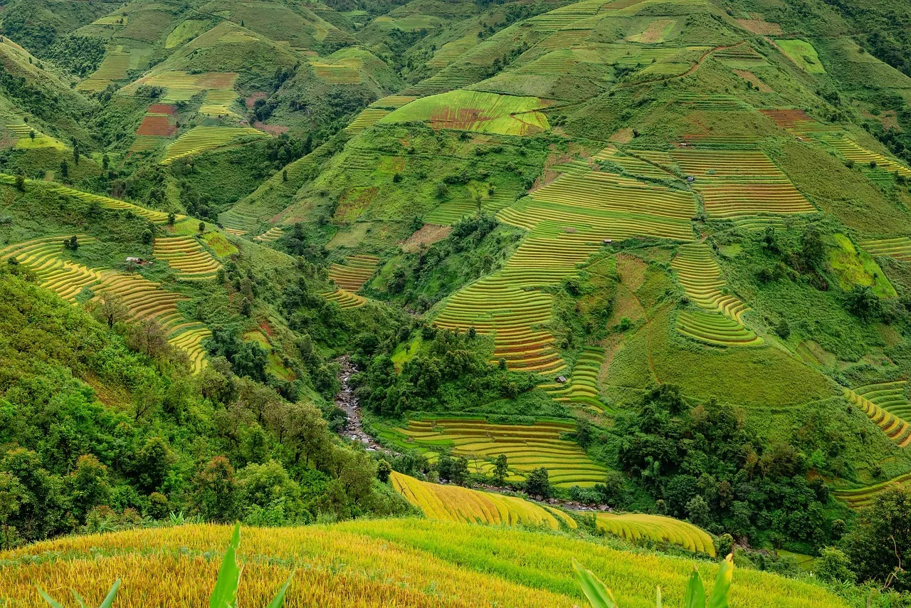 Vietnam pirinç terası manzarası - yeşil tarım