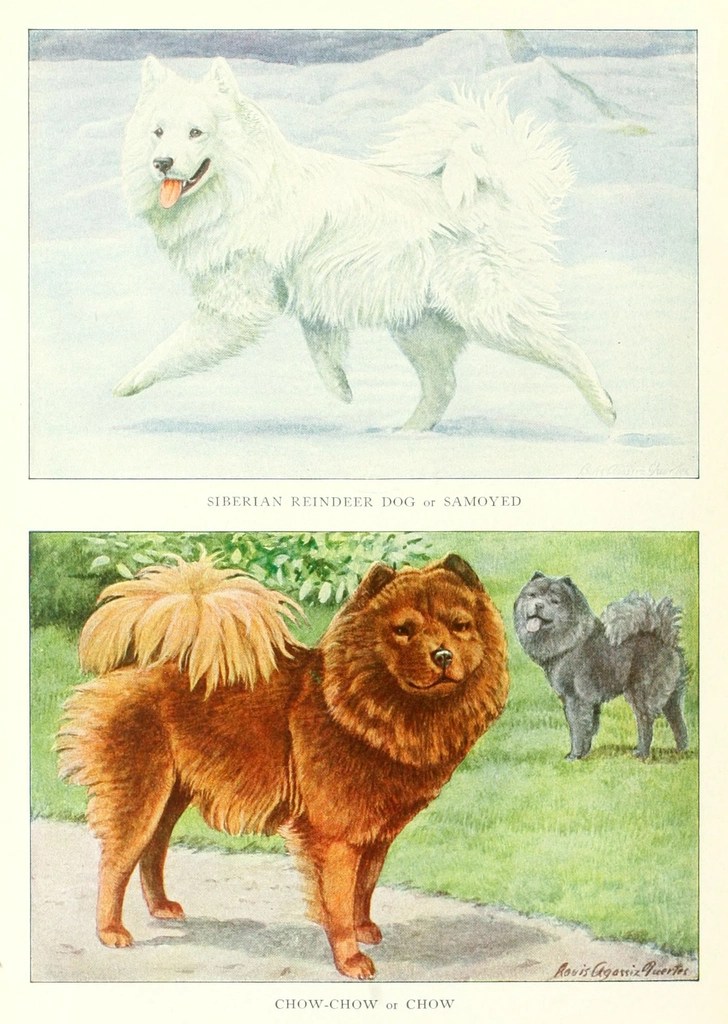 Vintage köpek türleri gravürü: Samoyed ve Chow Chow antika illüstrasyon