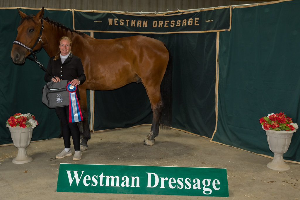 Westman Dressage etkinliğinde ödül alan kahverengi at ve binicisinin gurur dolu anı