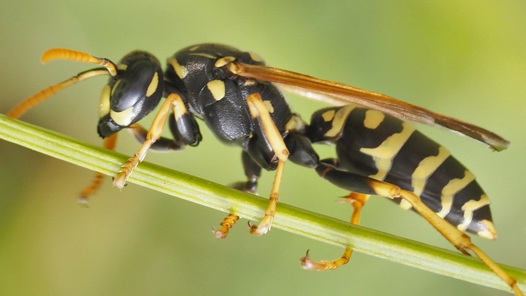 Yaban Arısının Yeşil Sap Üzerindeki Detaylı Makro Doğa Fotoğrafı