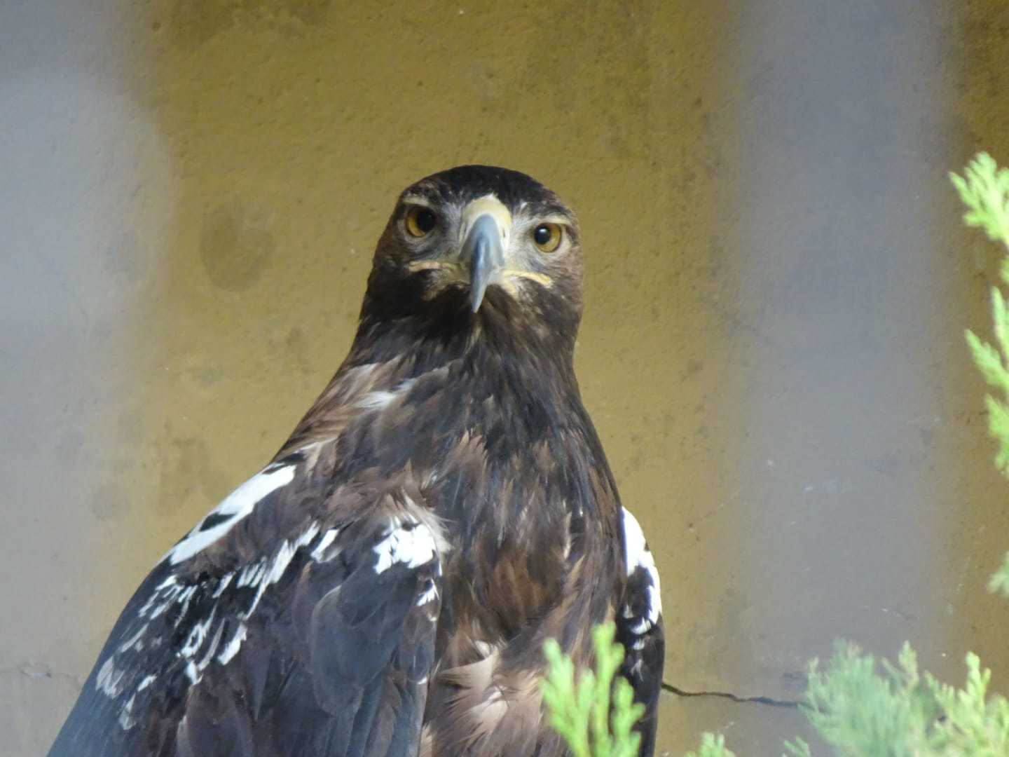 Yakın Çekim Kartal Portresi: Sarı Gözleri ve Güçlü Gagasıyla Yırtıcı Kuş