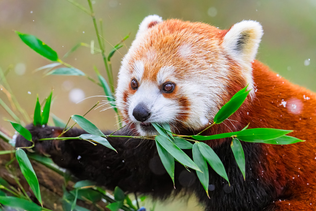 Yakın Çekimde Bambu Yapraklarıyla Beslenen Sevimli Kızıl Panda Portresi