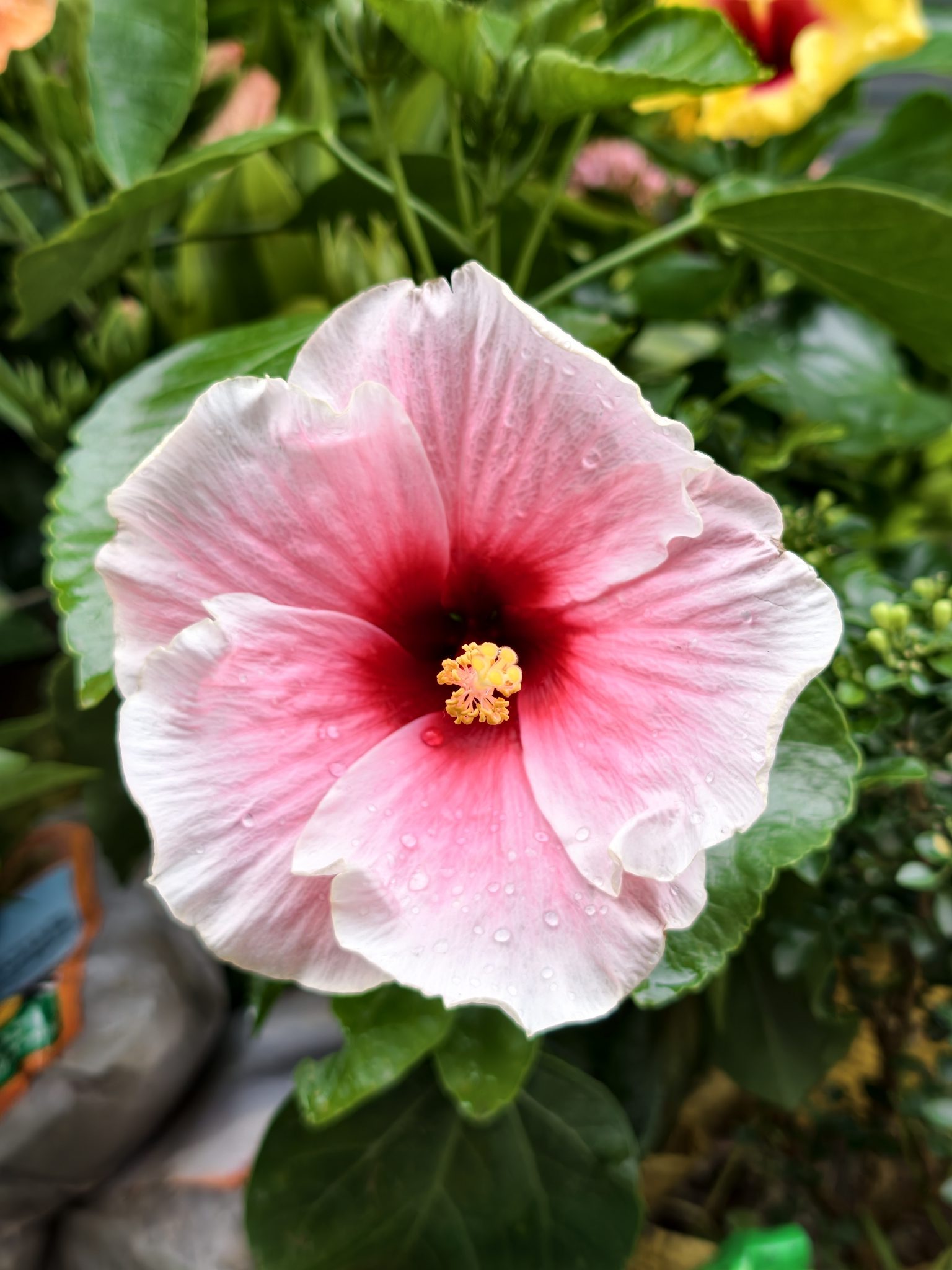 Yakın Çekimde Su Damlalarıyla Bezenmiş Pembe Hibiskus Çiçeği