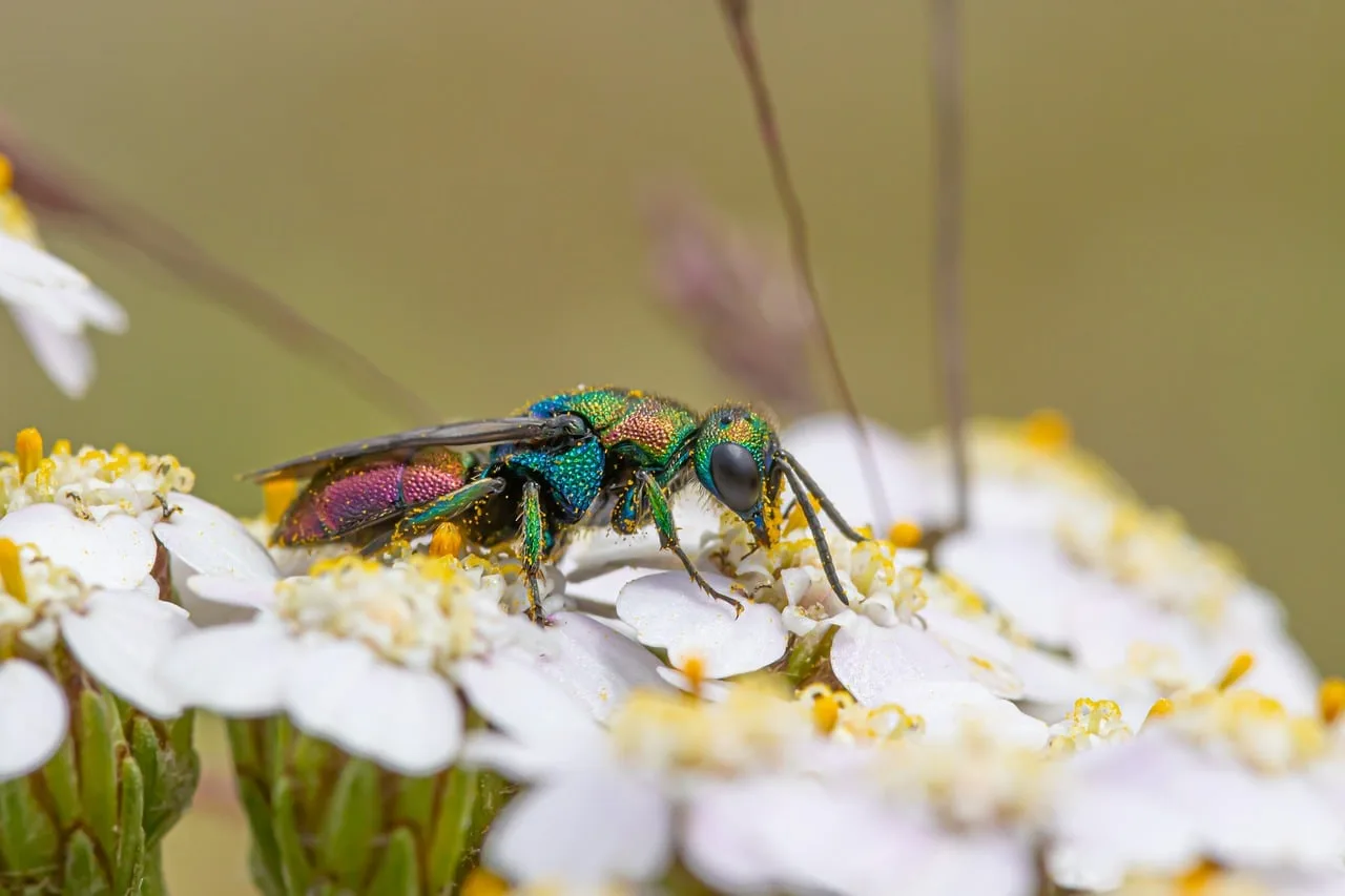 Yakut kuyruklu arı makro çiçek fotoğrafı