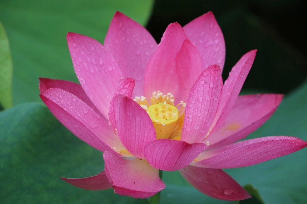 Yapraklarında Su Damlacıklarıyla Işıldayan Büyüleyici Pembe Lotus Çiçeği