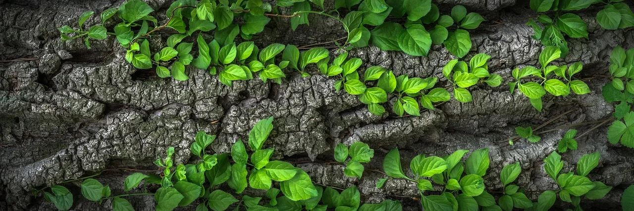Yapraklı ağaç gövdesi ve kabuğu - doğa fotoğrafı