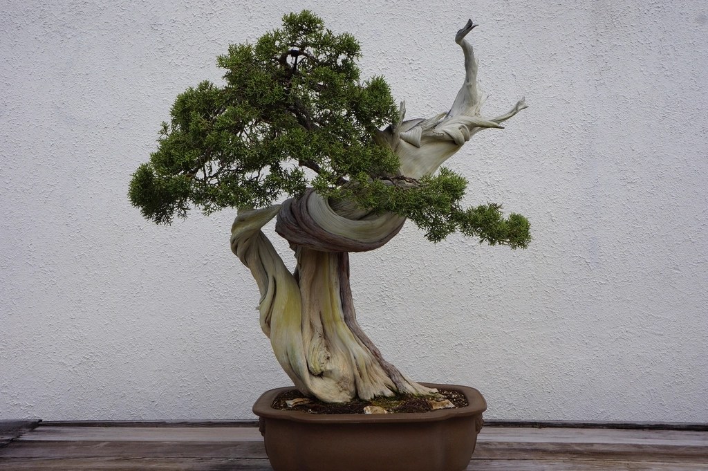 Yaşlı bonsai ağacı beyaz duvar önünde sanatsal kompozisyon ve detaylı gövde