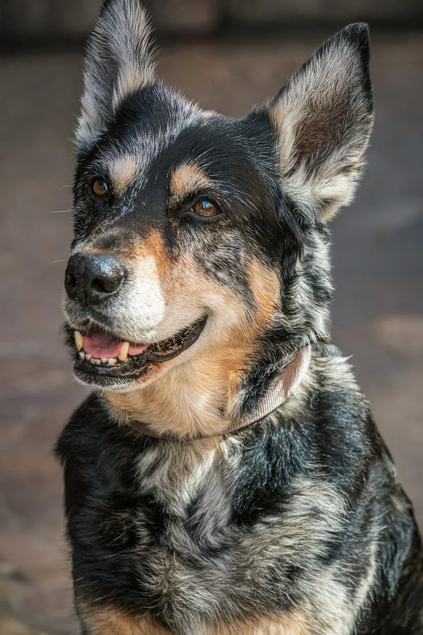 Yaşlı köpek portresi - sevimli dış mekan