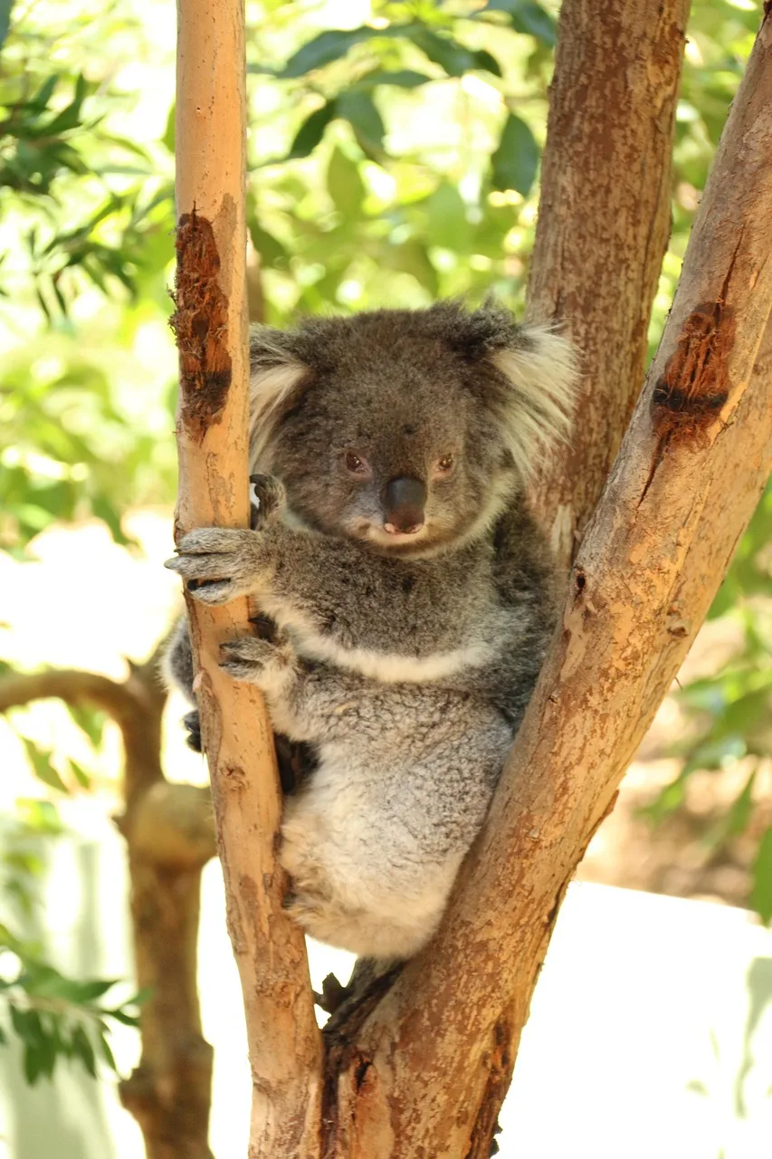 Yavru koala uyurken – sevimli keseli hayvan