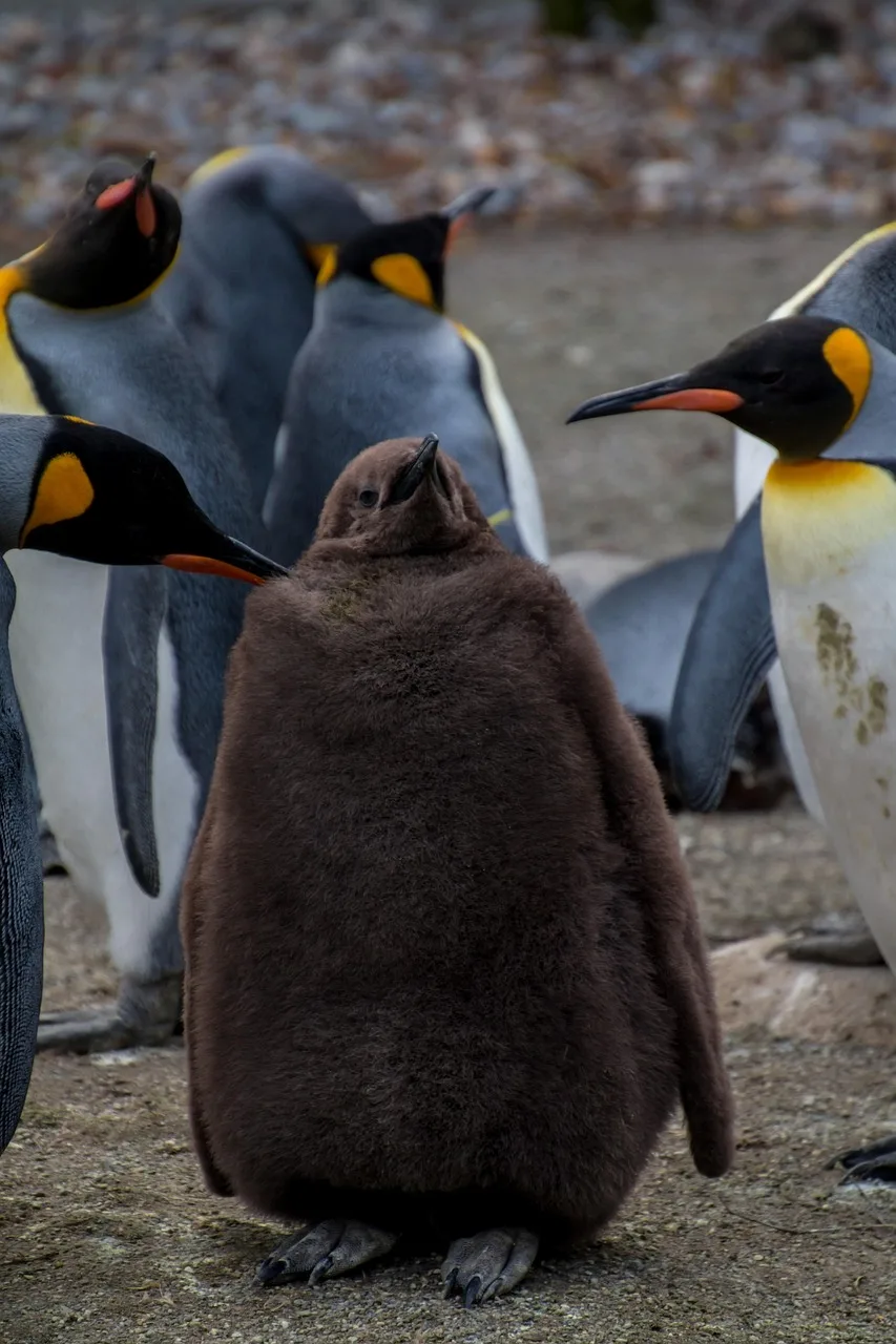 Yavru penguen ailesi - kraliyet penguen fotoğrafı