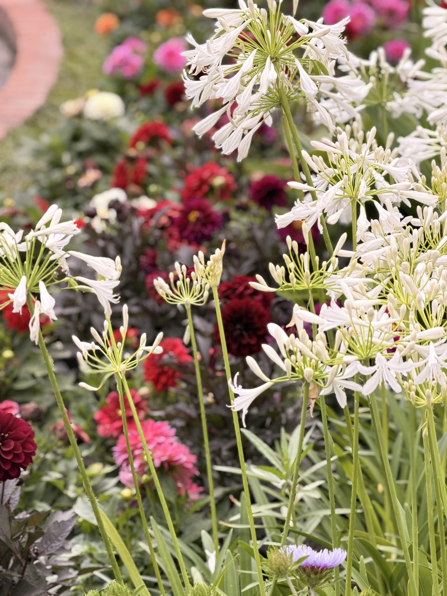 Yaz Bahçesinde Beyaz Agapanthus ve Renkli Çiçeklerle Huzur Veren Doğa Manzarası