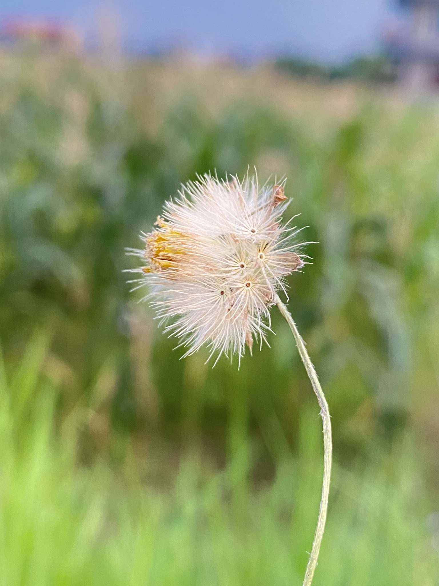 Yaz günlerinde yeşil çayırda tüylü tohum başağının enstantane makro fotoğrafı