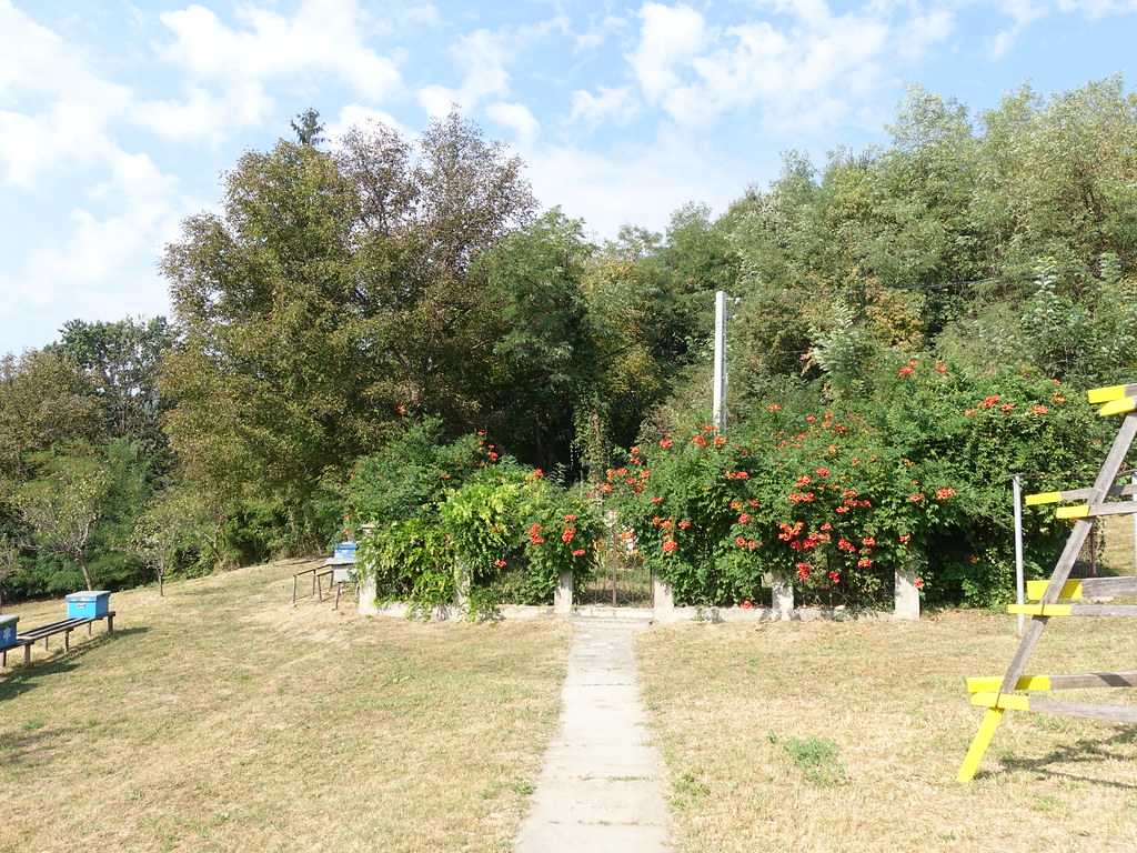 Yaz Gününde Kırmızı Çiçeklerle Süslenmiş Halka Açık Park ve Doğa Manzarası