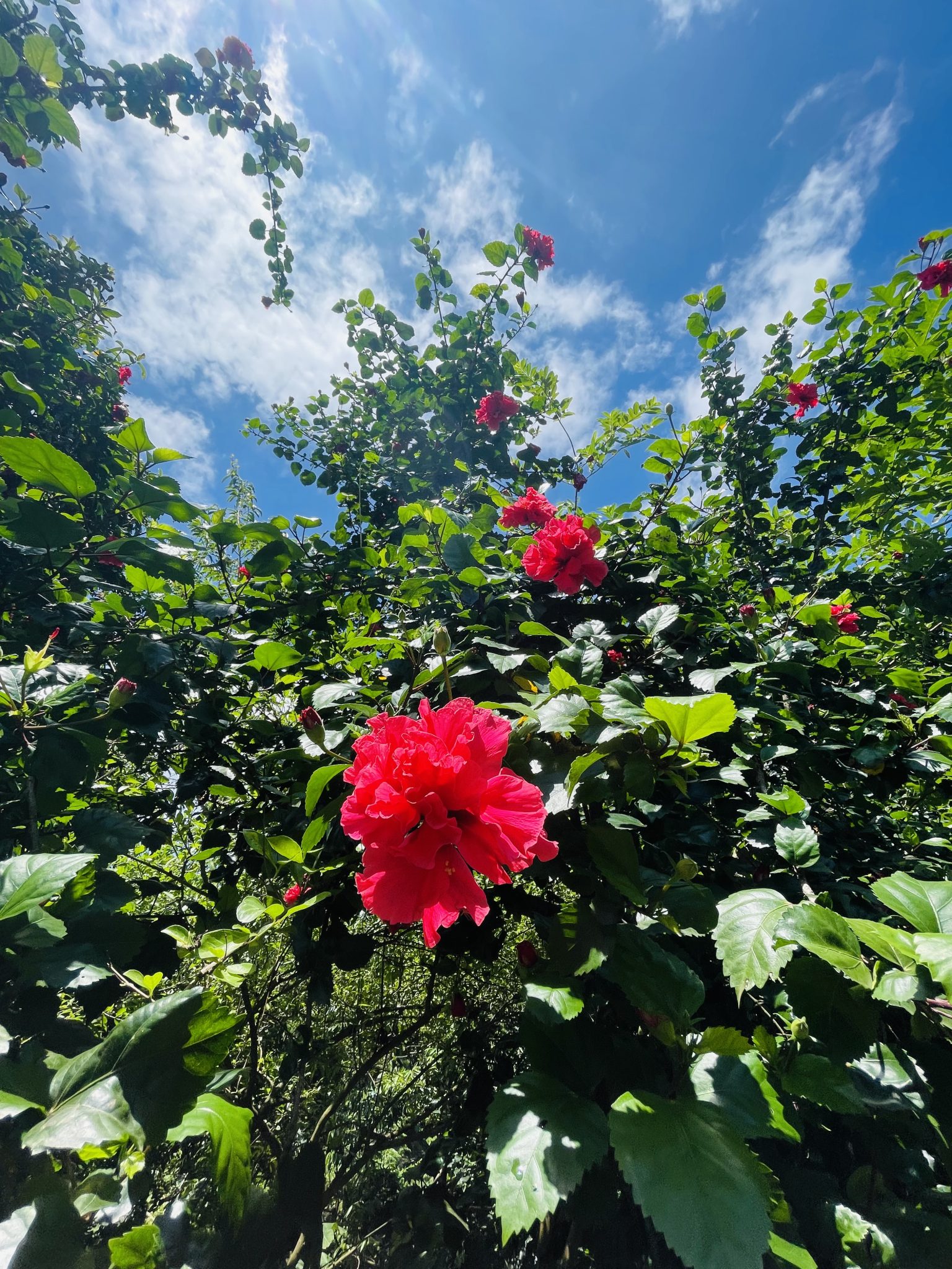 Yaz Gününde Parlak Kırmızı Hibiskus ve Mavi Bulutlu Gökyüzü Manzarası