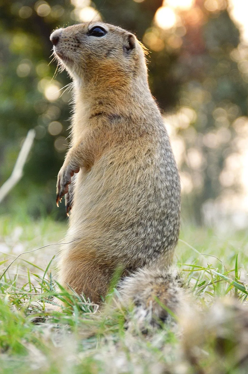Yazlık dağlık alanda marmot fotoğrafı - doğal yaşam