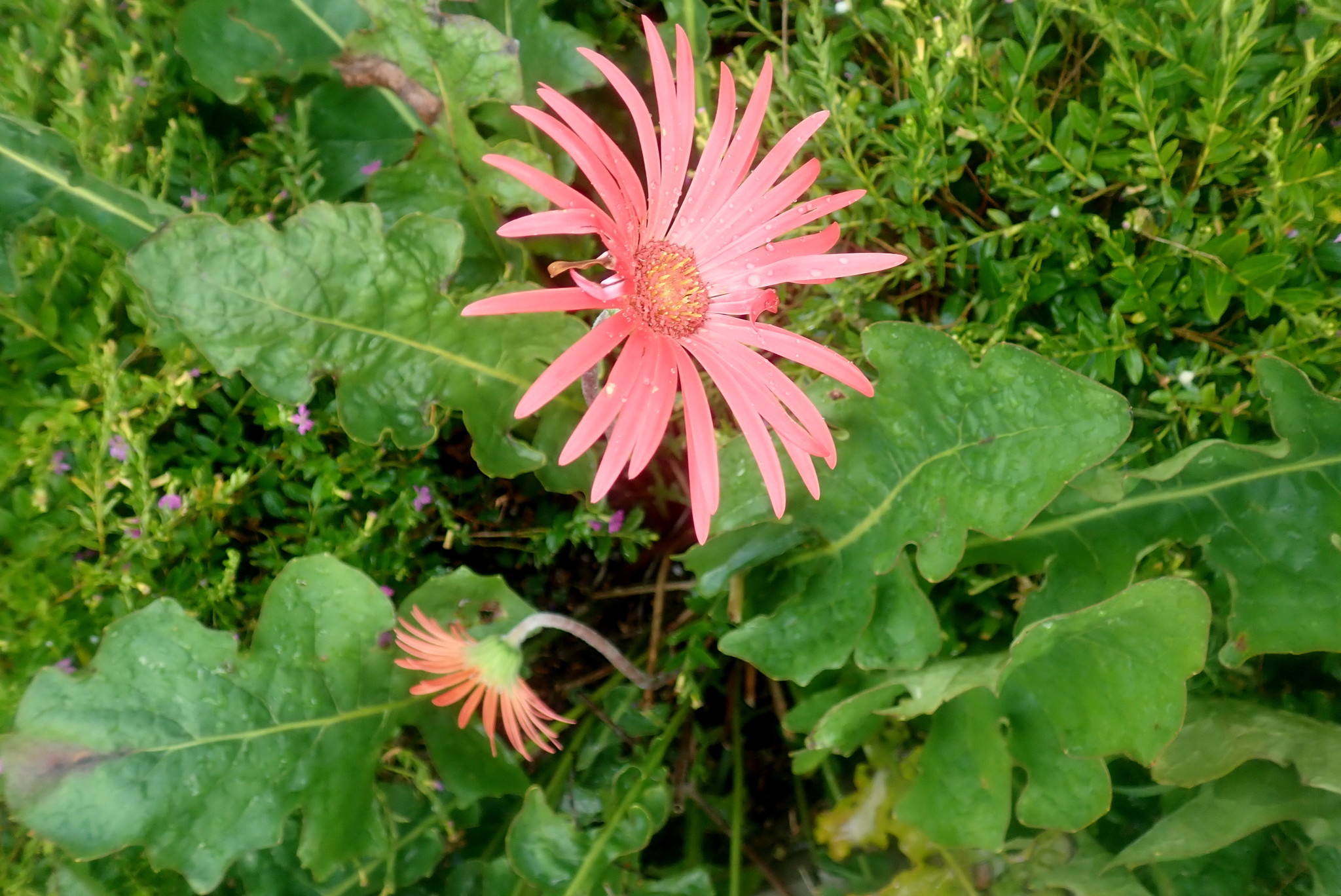 Yemyeşil Bahçede Açan Somon Rengi Gerbera Çiçeği ve Doğal Arka Plan