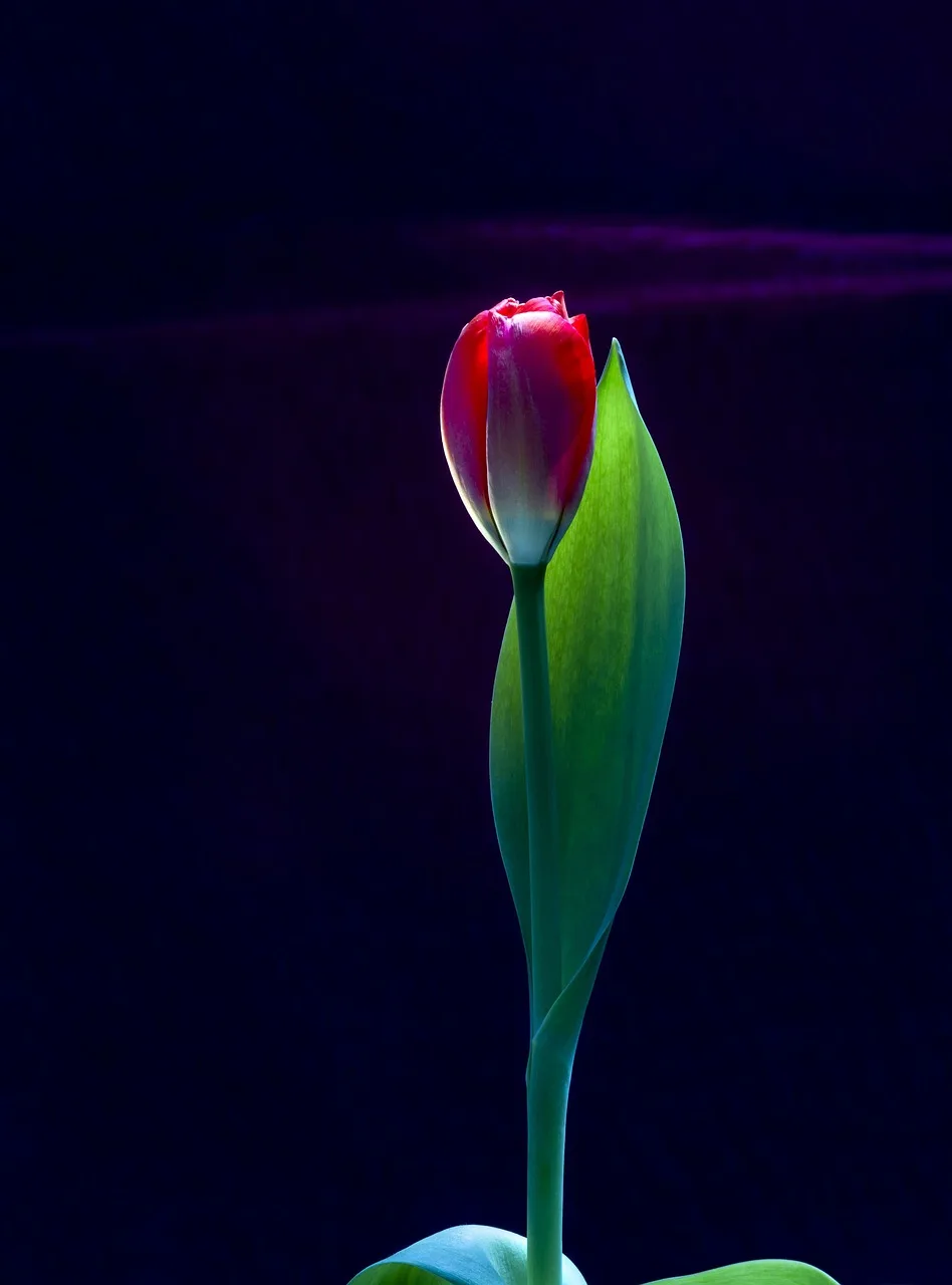 Yeşil bahar çiçekli doğa fotoğrafı