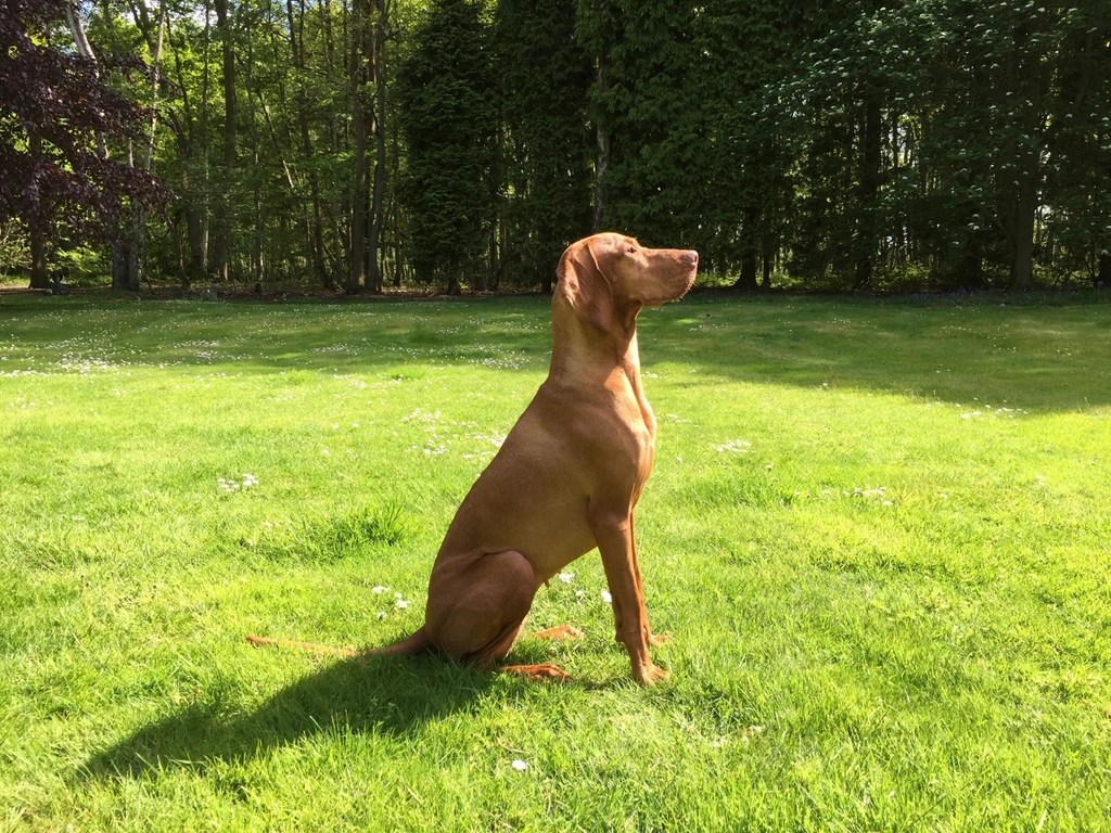Yeşil bahçede oturan kahverengi vizsla köpeği profil görünümü doğal arka planlı