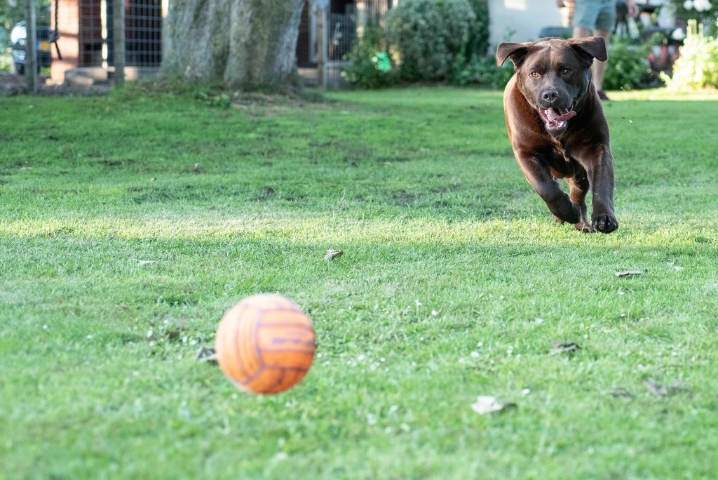 yeşil bahçede turuncu topa koşan enerjik kahverengi labrador köpeği