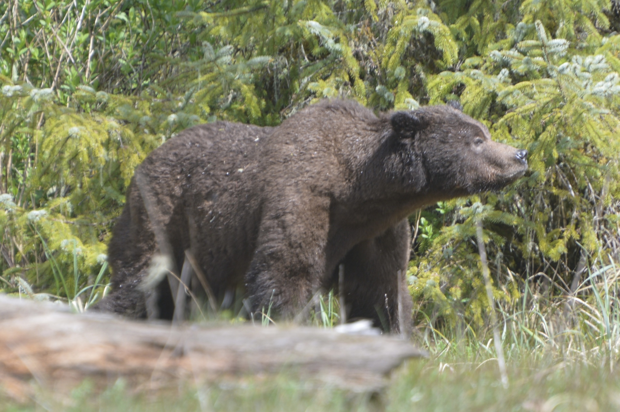 Yeşil Çamların Arasında Burnunu Havaya Kaldıran Kocaman Grizzly Ayı