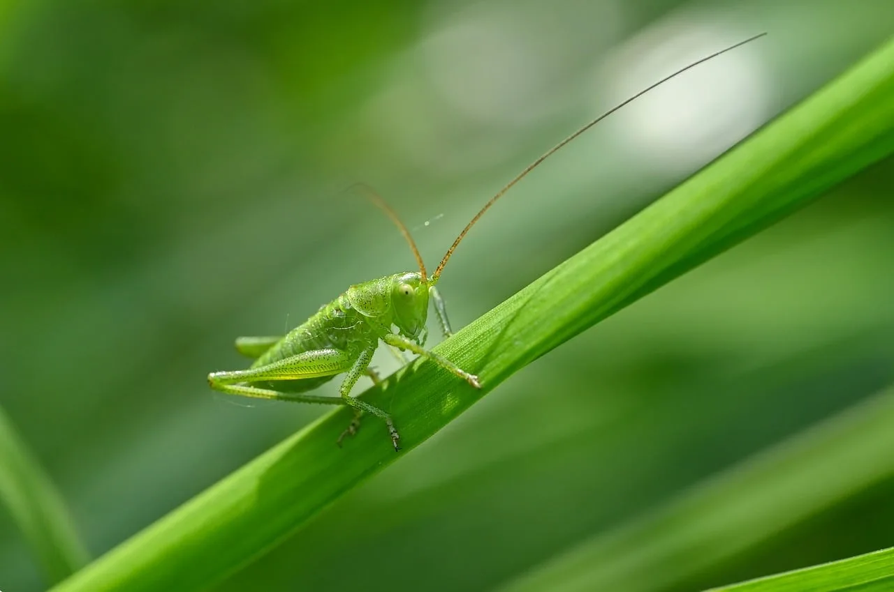 Yeşil çekirge ve çimenlerdeki mantis - doğa fotoğrafı