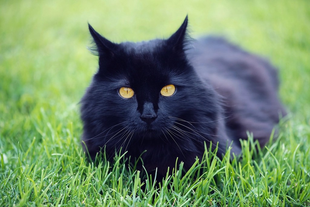 Yeşil Çimenlerde Uzanan Uzun Tüylü Siyah Kedi ve Büyüleyici Sarı Gözleri
