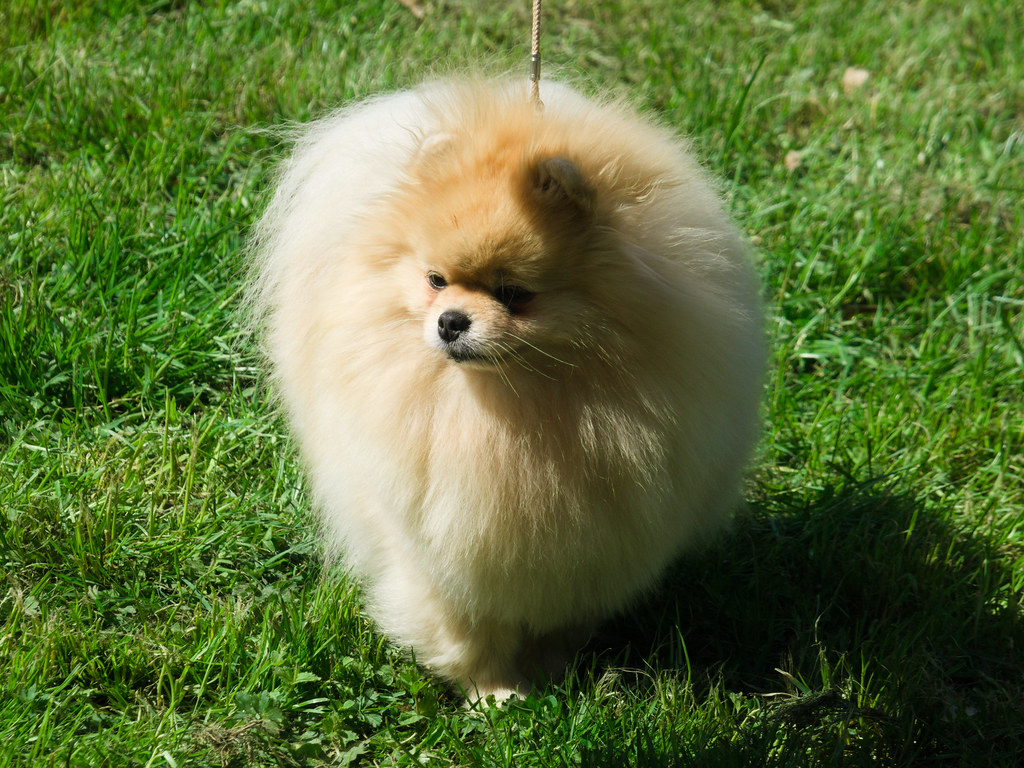 Yeşil Çimler Üzerinde Yürüyen Kabarık Tüylü Sevimli Pomeranian Köpeği