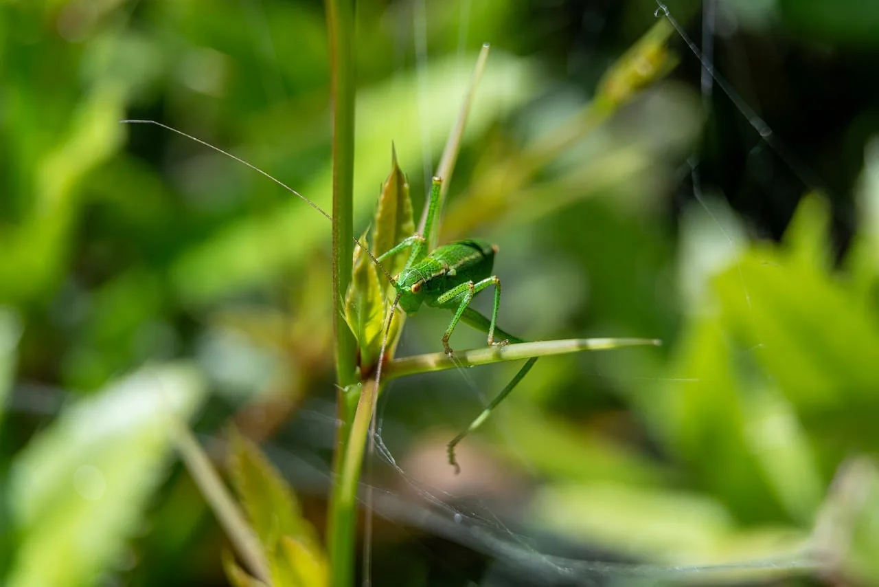 Yeşil çuha kurdu makro fotoğrafı - detaylı doğa