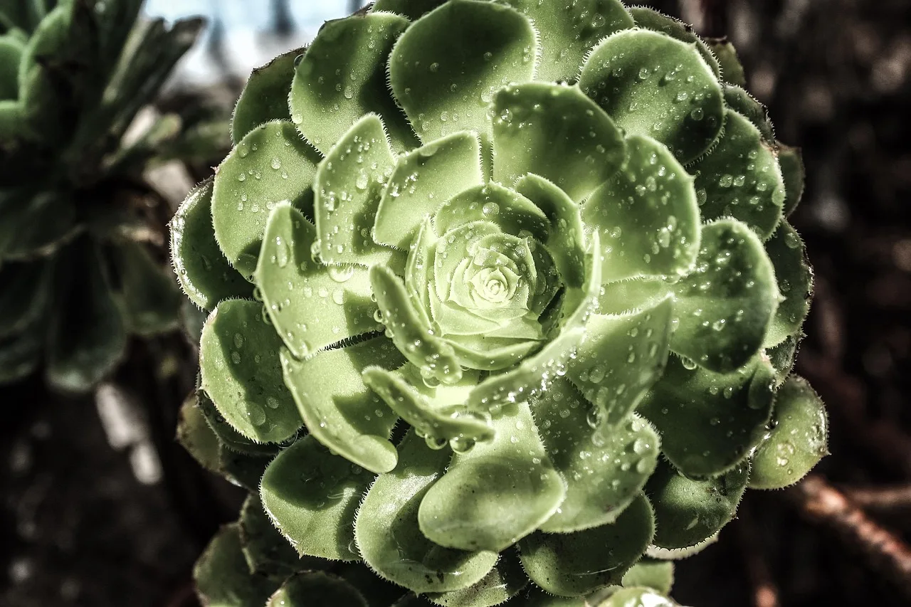 Yeşil etli bitki makro fotoğrafı - çiçek açışı Yeşil etli bitki makro fotoğrafı - çiçek açışı