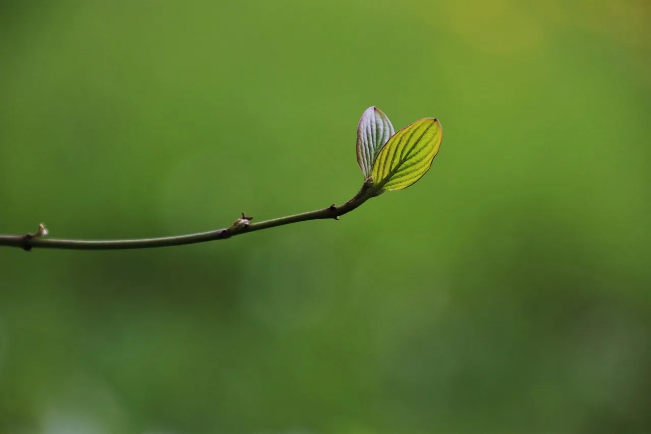 Yeşil genç yapraklar - bahar fotoğrafı