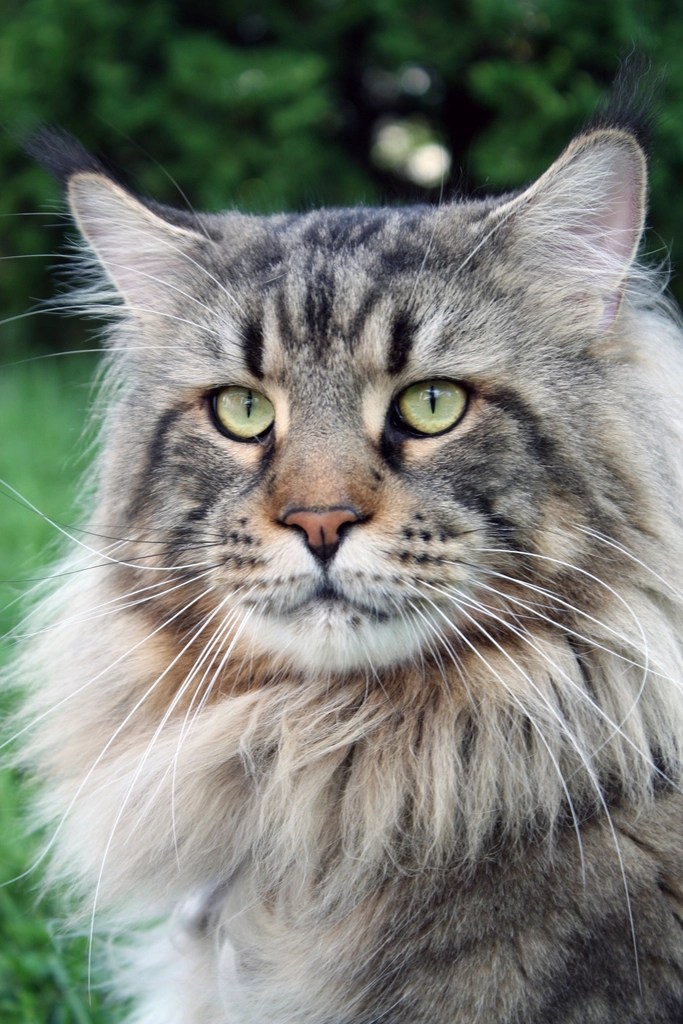 Yeşil Gözleriyle Dikkat Çeken Uzun Tüylü Maine Coon Kedisi Portresi