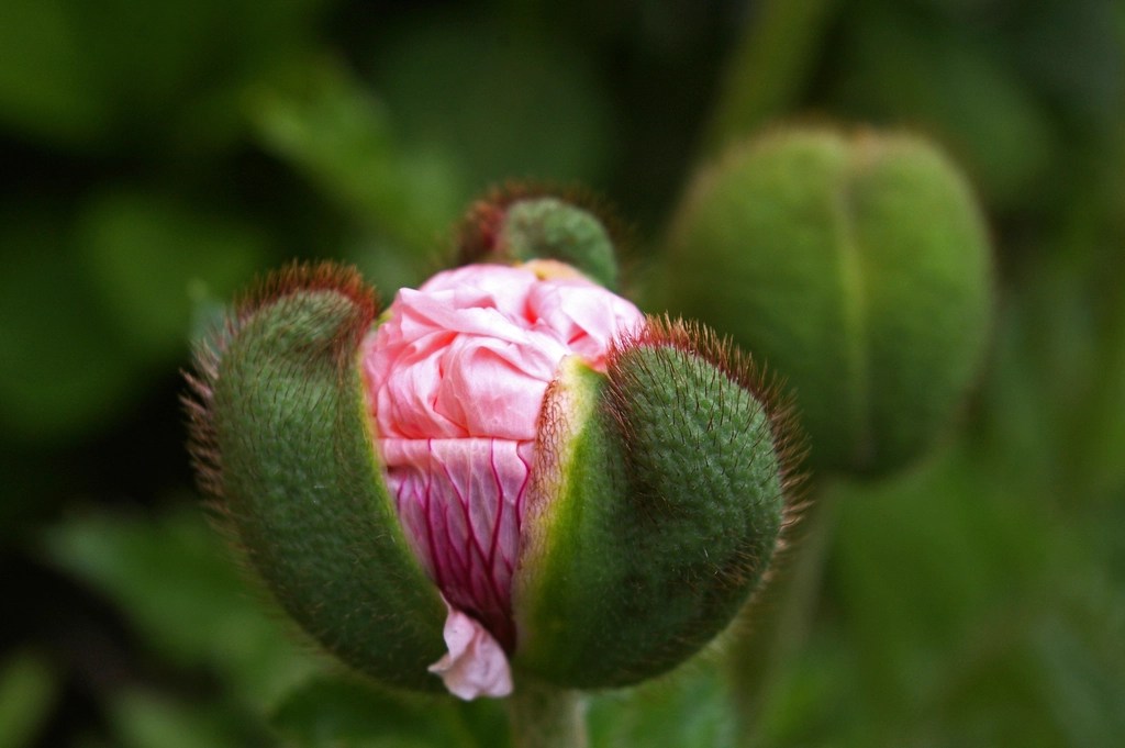 Yeşil Kabukları Arasından Sızan Pembe Gelincik Tomurcuğu Makro Çekim
