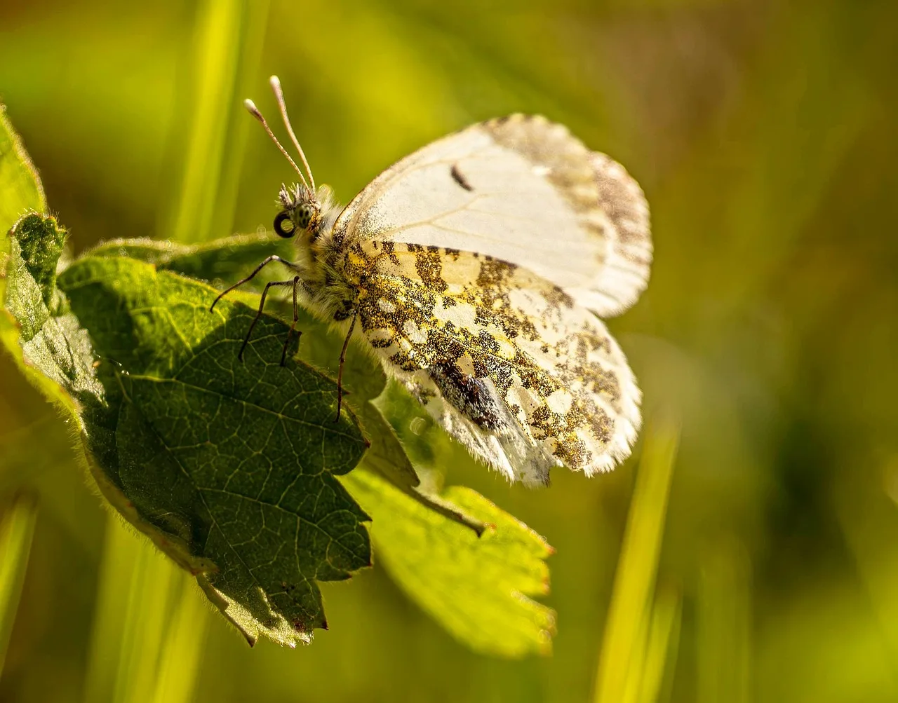 Yeşil kanatlı kelebek makro fotoğrafı - doğa yakın plan