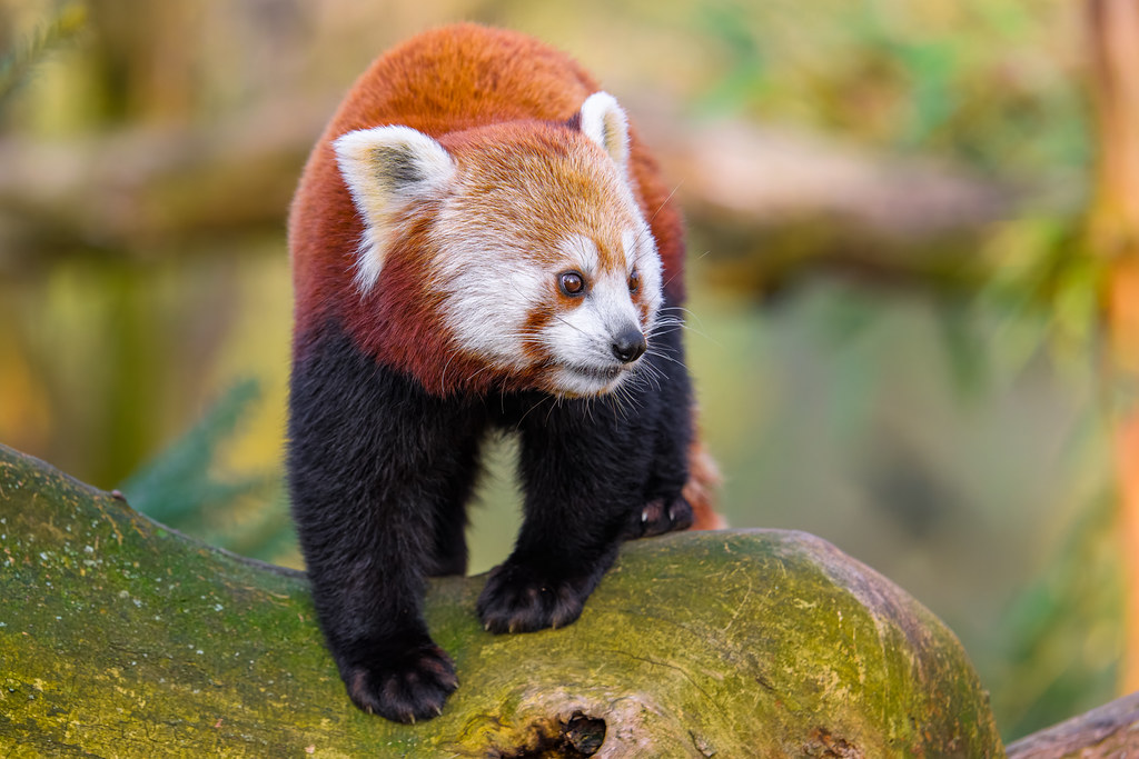 Yeşil Ormanda Ağaç Dalında Yürüyen Sevimli Kırmızı Panda