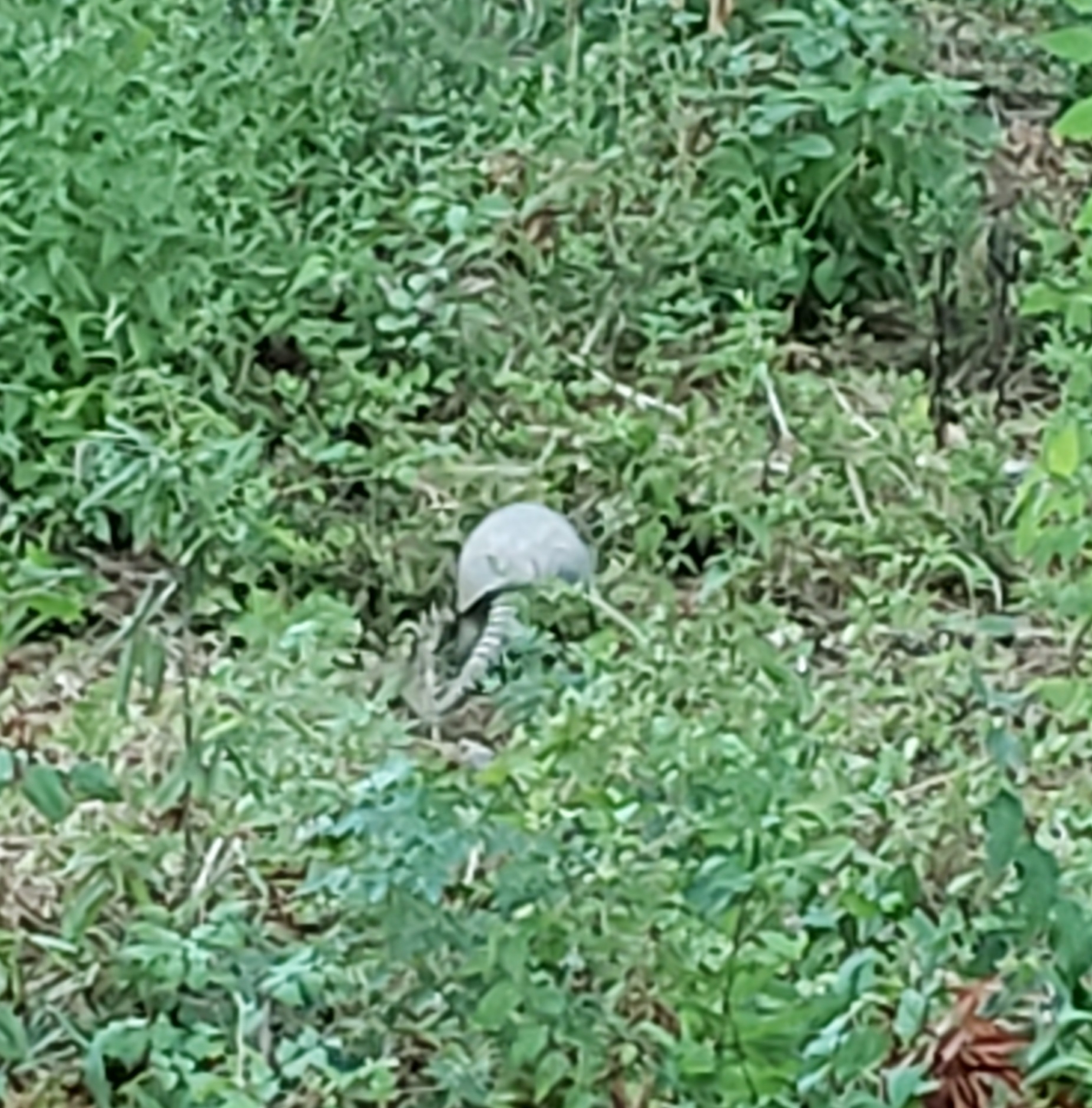 Yeşil Otların Arasındaki Çizgili Zırhlı Armadillo ve Doğal Ortamı