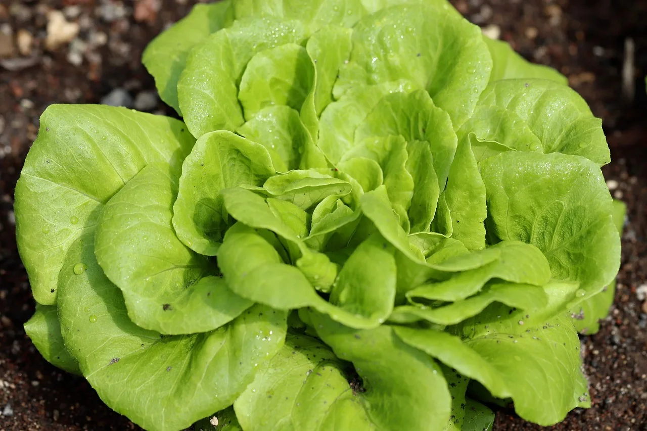 Yeşil salata tabakta taze bahçe yaprakları